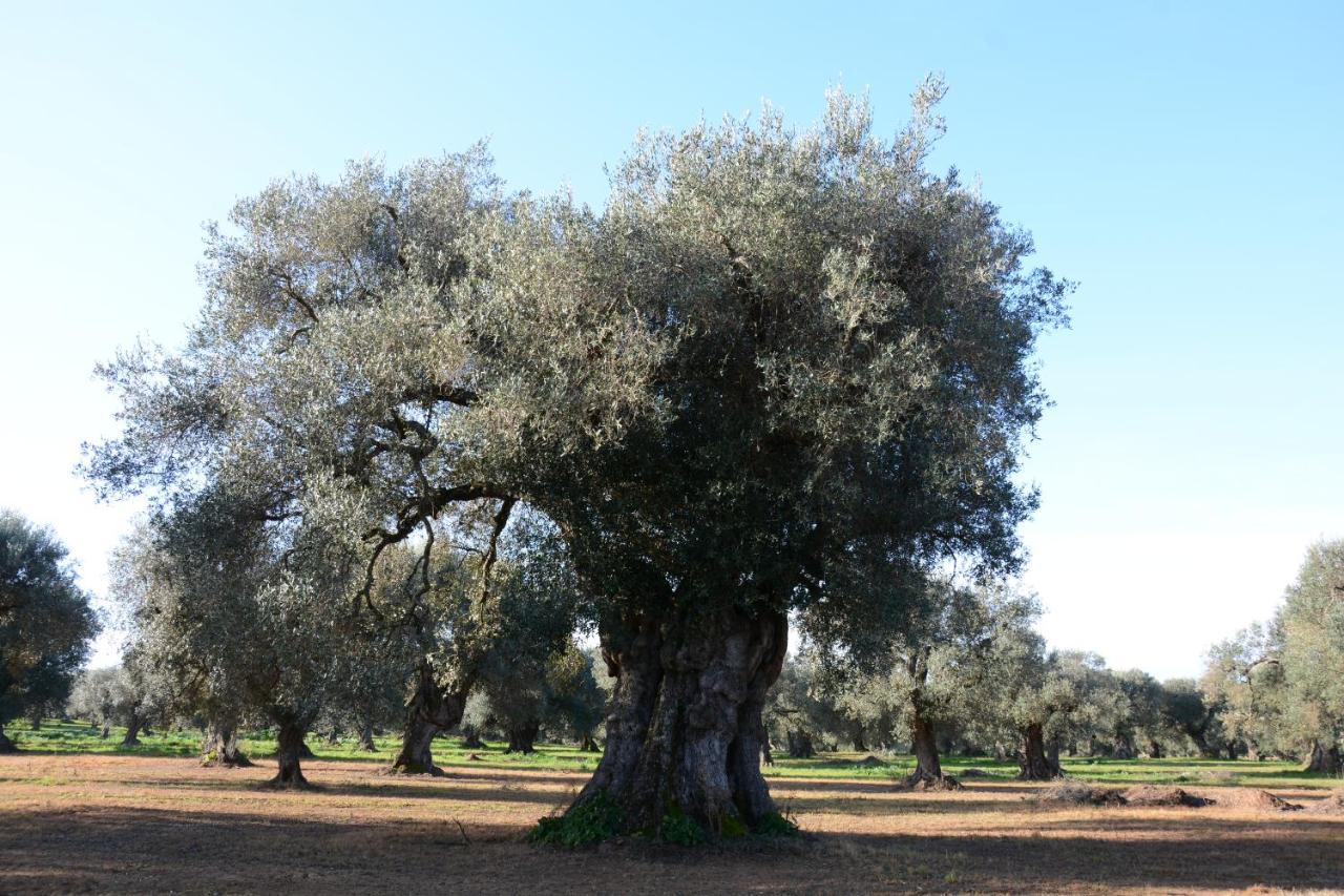 Masseria Rifisa Agriresort Caprarica di Lecce Luaran gambar