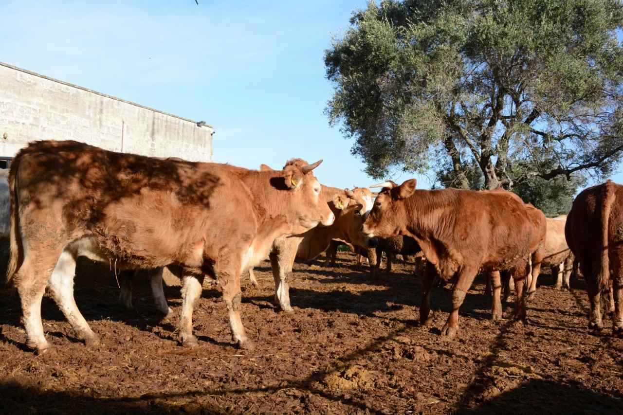 Masseria Rifisa Agriresort Caprarica di Lecce Luaran gambar